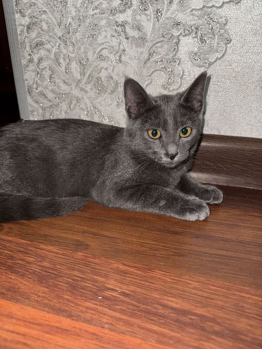 Русский голубой Котик
