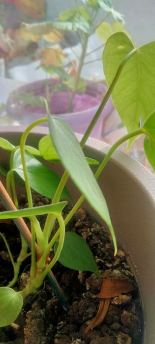 Продам цветы комнатные