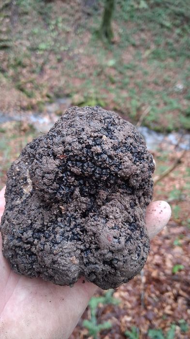 Trufe proaspete de sezon