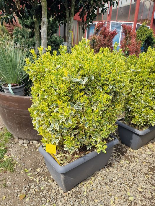 Plante ornamentale