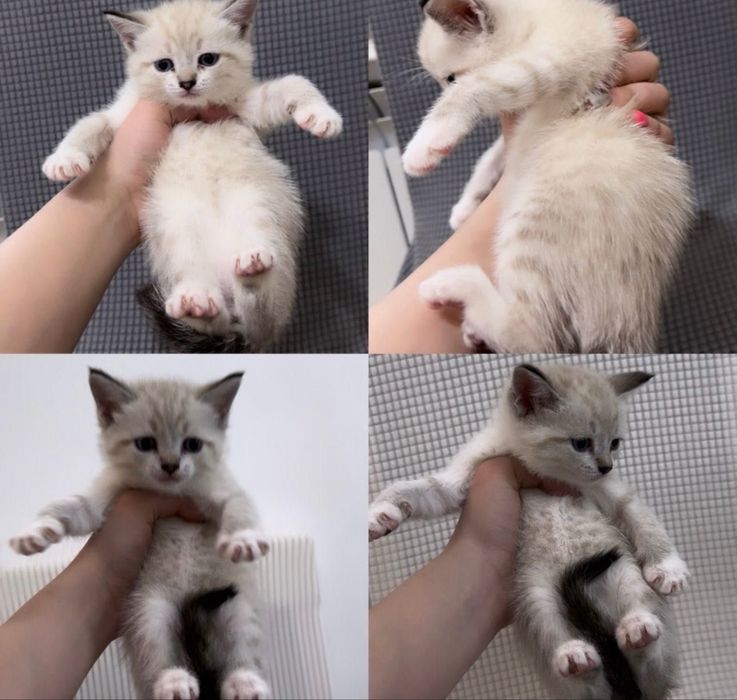 Шотландские малыши