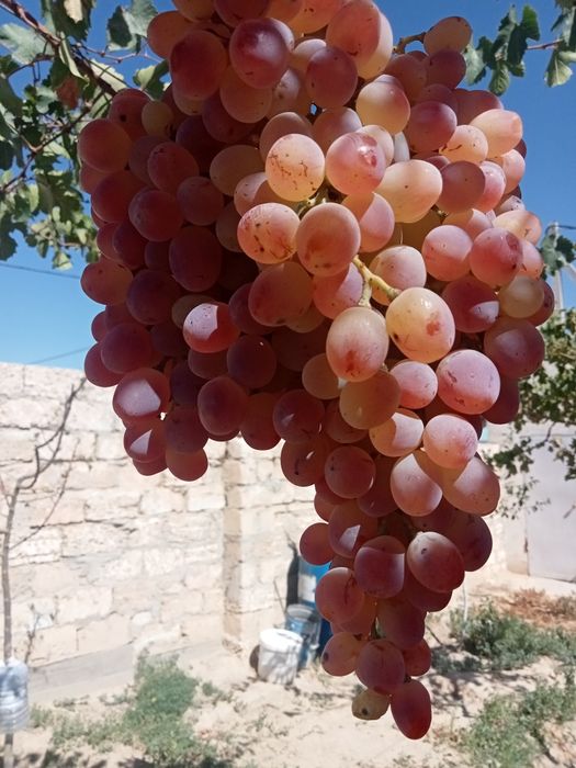 Жүзім шыбықтары сатылады