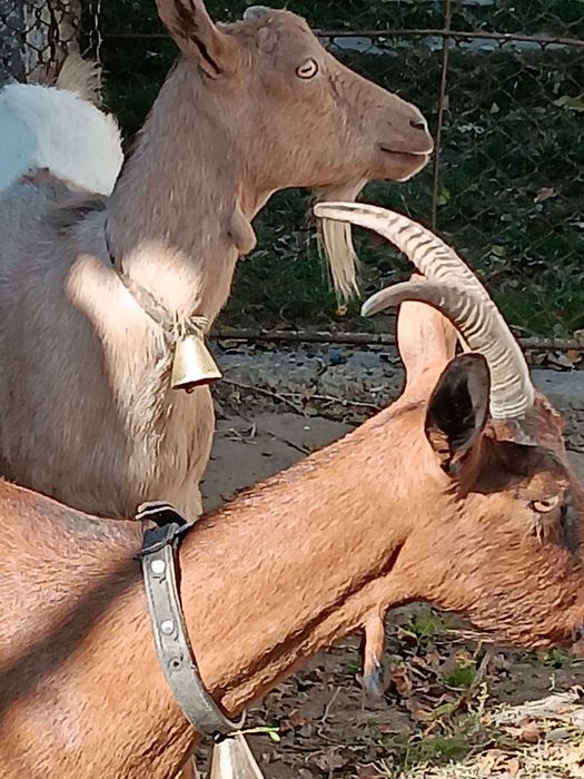 Capre bune de lapte.Schimb cu oi