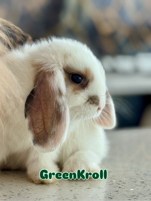 QUYON KARLIK . Кролик Карликовый