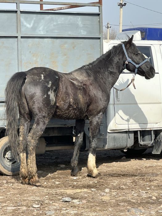 Айгыр жеребец конь айғыр