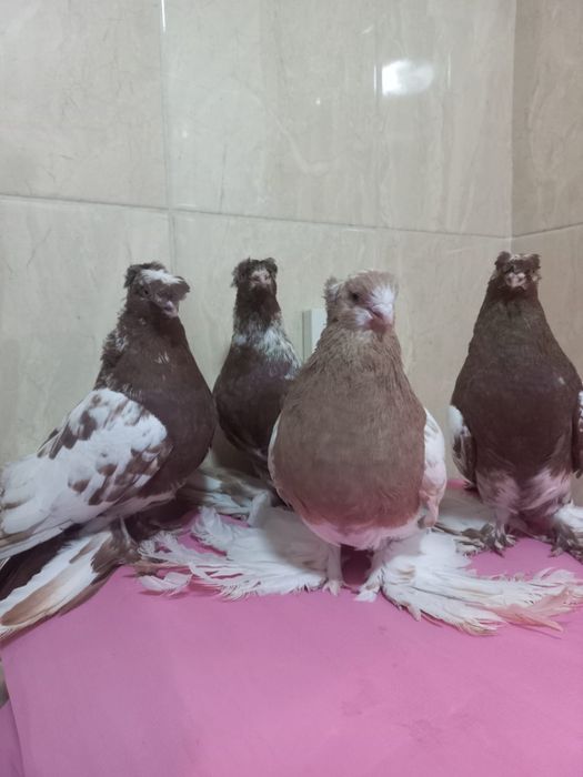 Продам голубей 20 штук