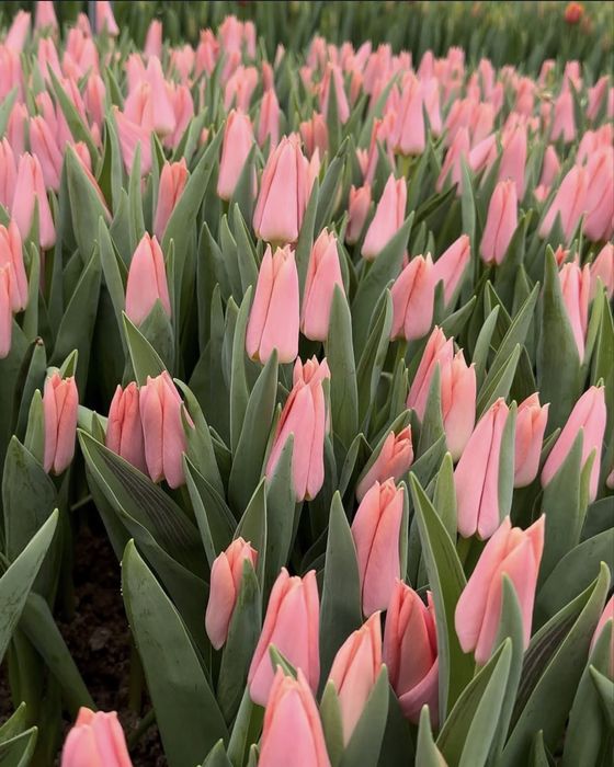 Тюльпаны оптом 8 марта!