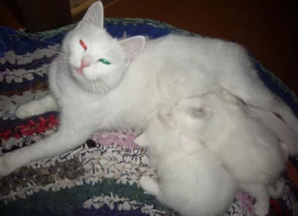 Белоснежные котята!