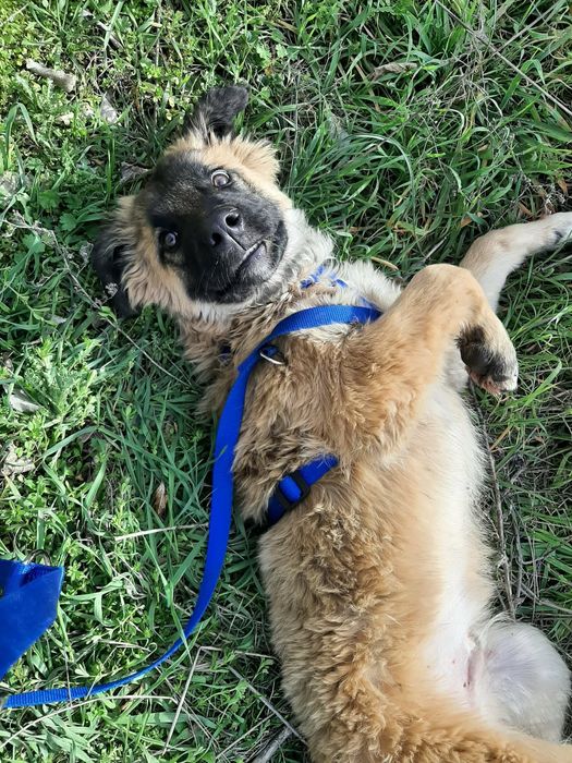 Мъжко кученце на 4-5 месеца търси спешно дом!