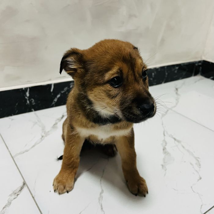 Щенок щенята щенки собака