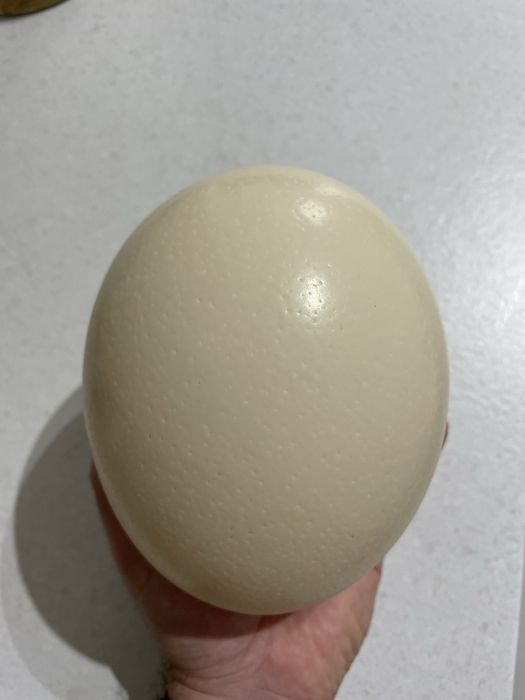 Ou de strut pentru pictat