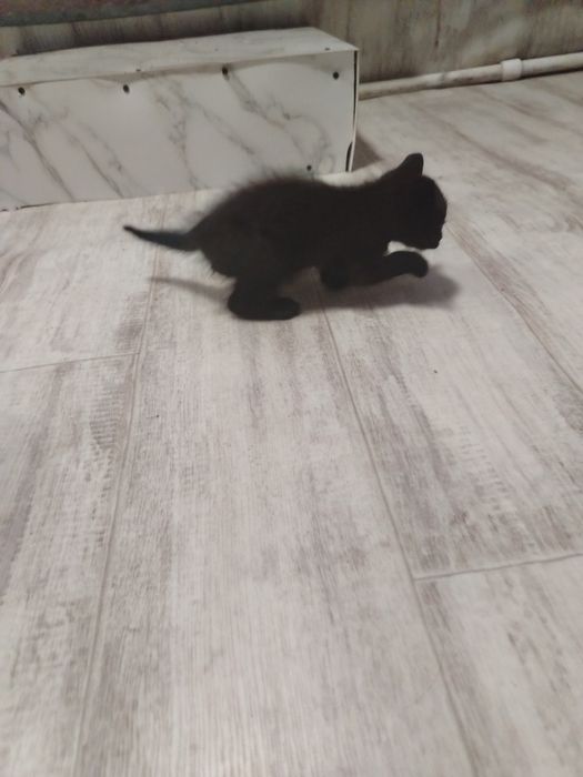 Отдам котенка в добрые руки