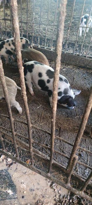 Продам поросят месячные