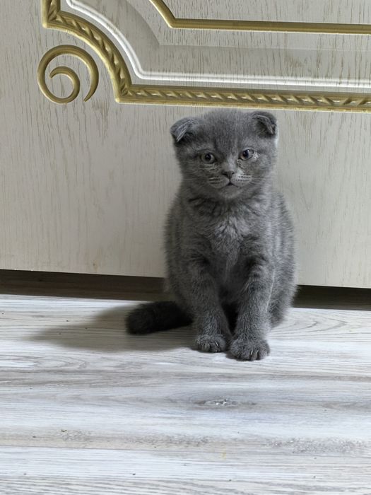 Британские вислоухие котята мальчики