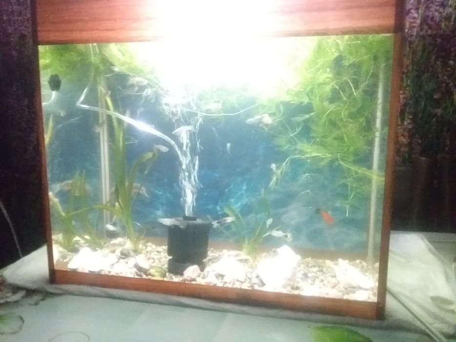 Аквариум с рыбками