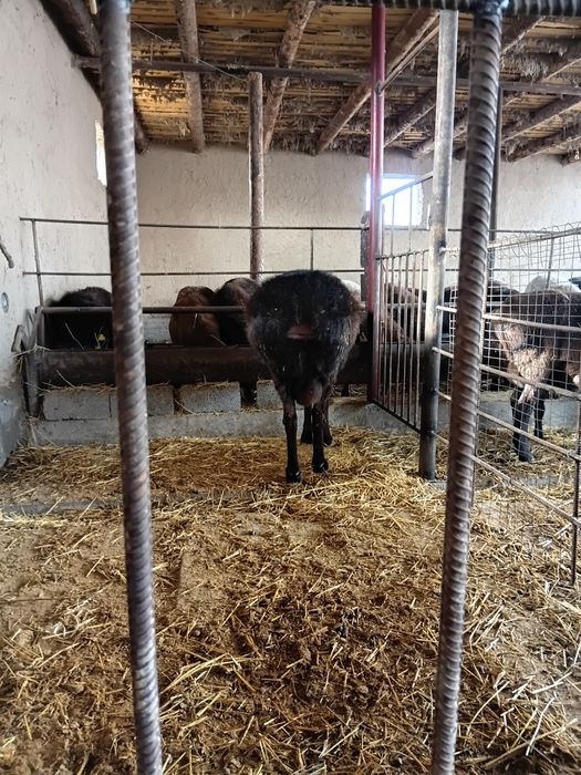 Кошар урыктыкка 2 жасар