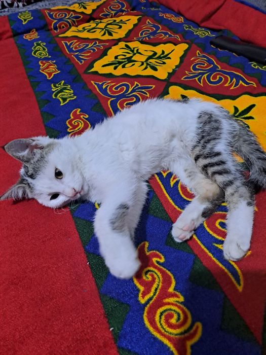 Подросток котенок