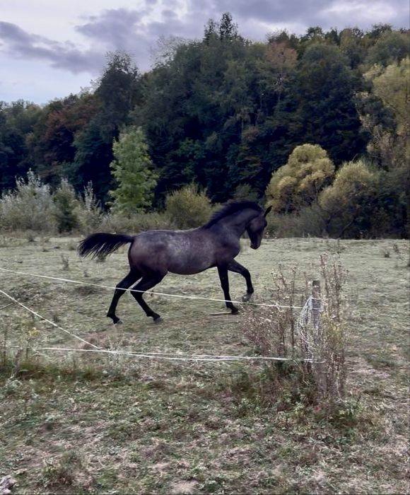 Vand manza carlana  pentru echitatie arab