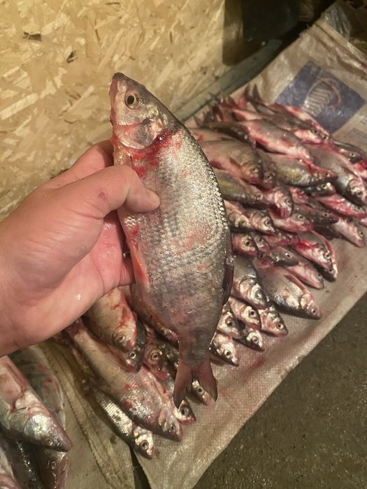 Продам свежий рыбец