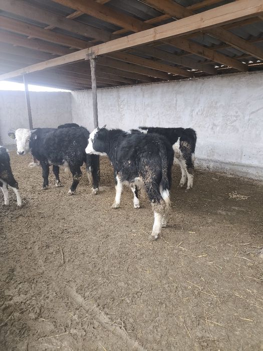 Семіз Баспақ сатылады 3шт