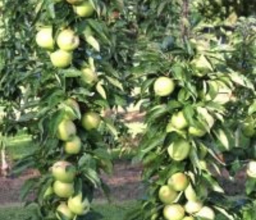 Pomi columnari diferite soiuri si fructe