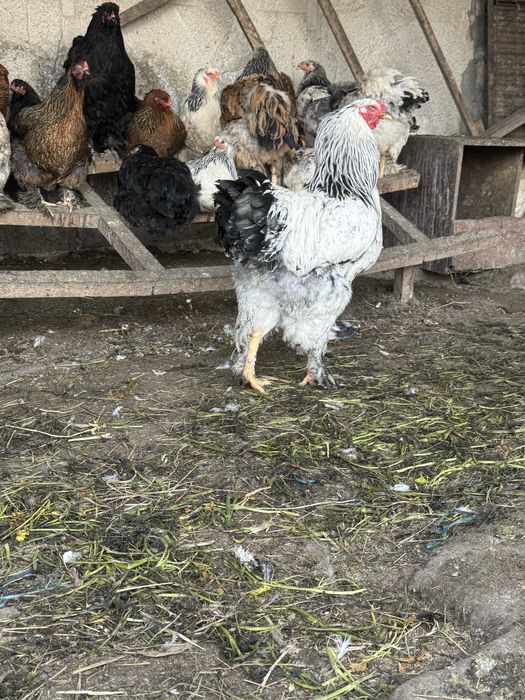 инкубационное яйцо брама