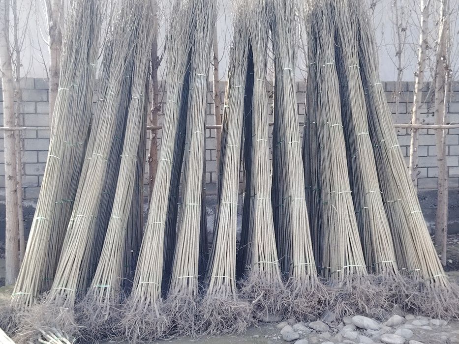 Terak koʻchatlari