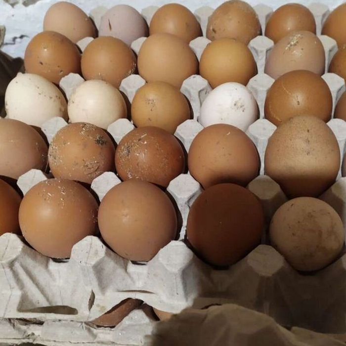 Продам курей  куры