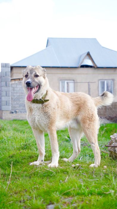 Филл. Молодой алабай. Ищет семью