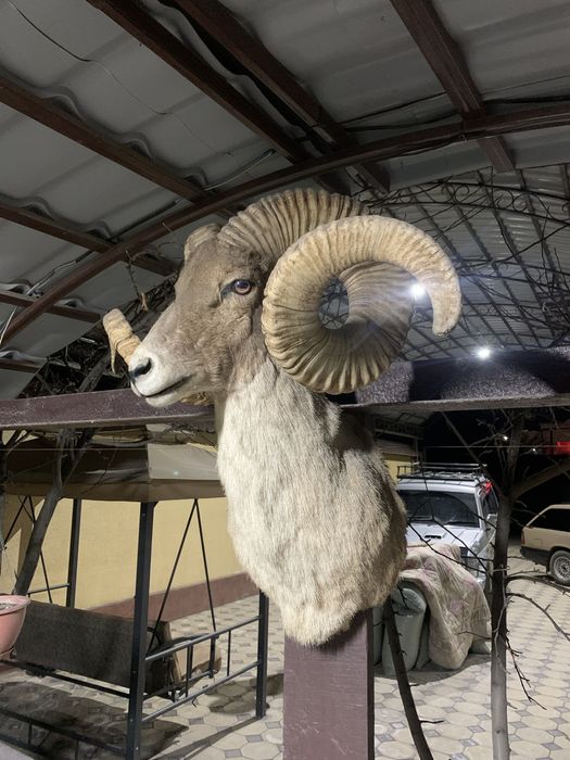 Голова Аркара