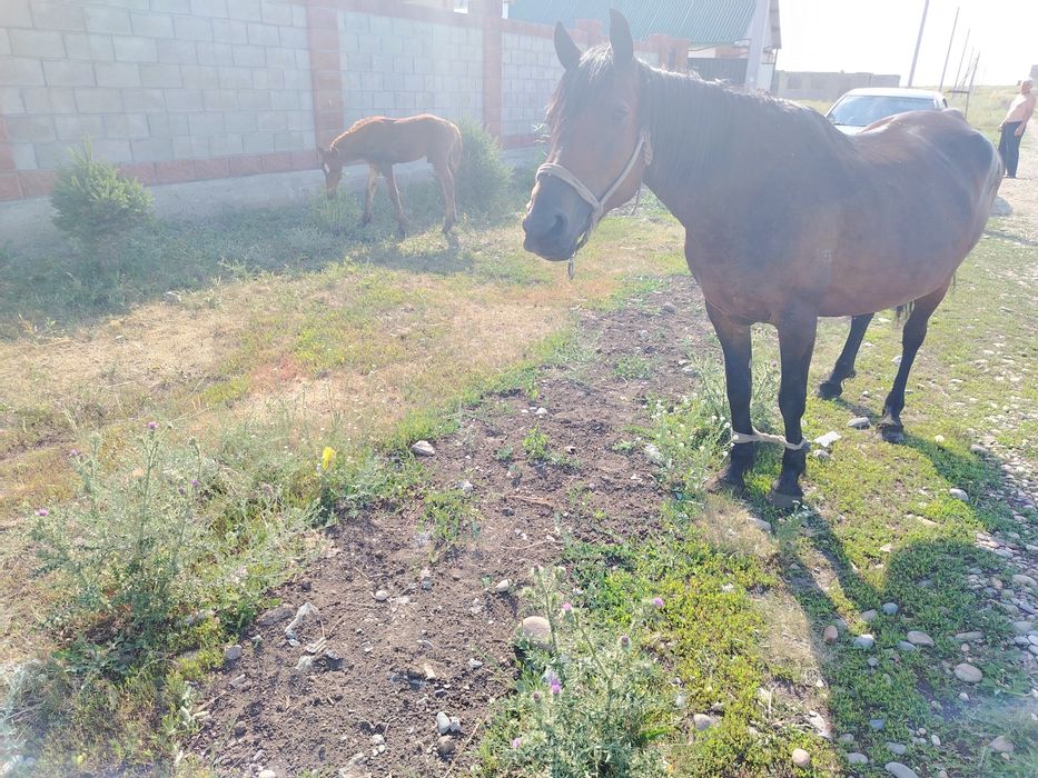 Продам лошадь с жеребенкам