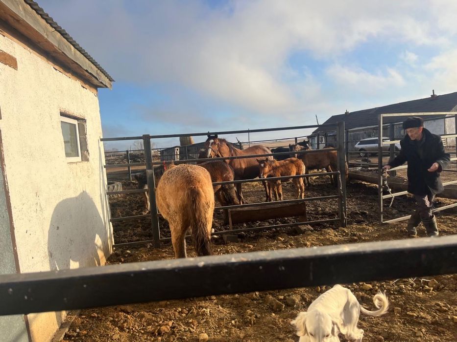 Продам кобылу двух лет.