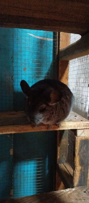 Шиншилла, девочка.1год