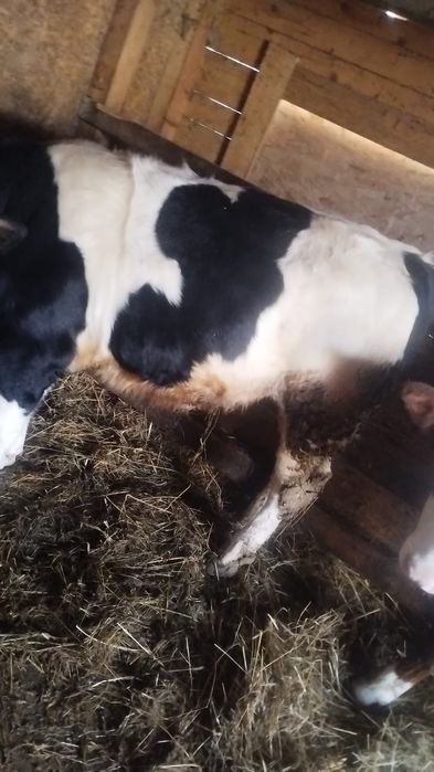 2 vitei belga si baltat