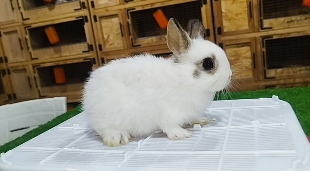 Minaturniy karlikla