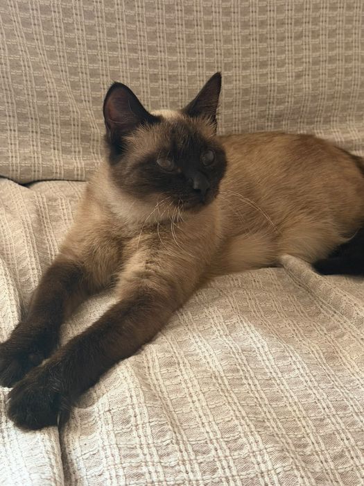 Сиамская кошка недорого