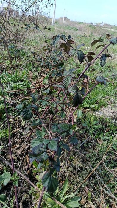 Продаются саженцы Ежевики и Ежемалины