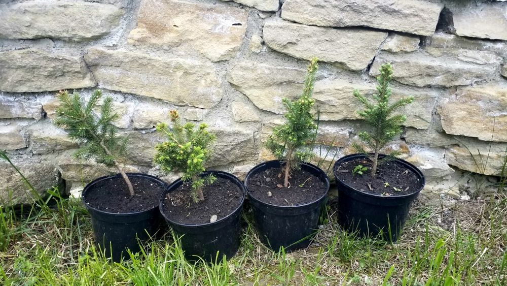 Brad Argintiu la vas de 5 litri