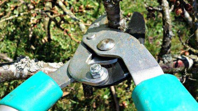 Taieri pomi fructiferi      6Lei