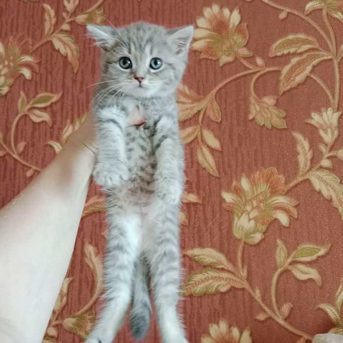 Роскошные котята от суперского кота  и шикарной кошки