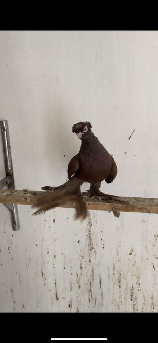 голубь красный молодой самец