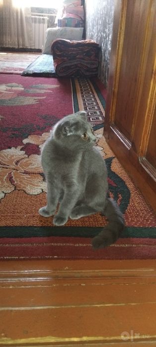 Продаю Котёнка ей 4месяца.