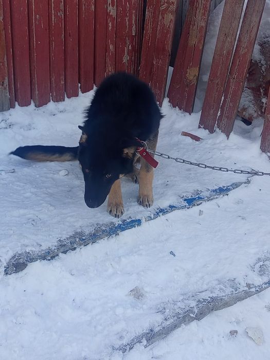 Овчарка сторожевая