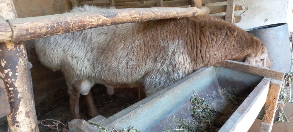 Toza Qonli Arashan qoylar