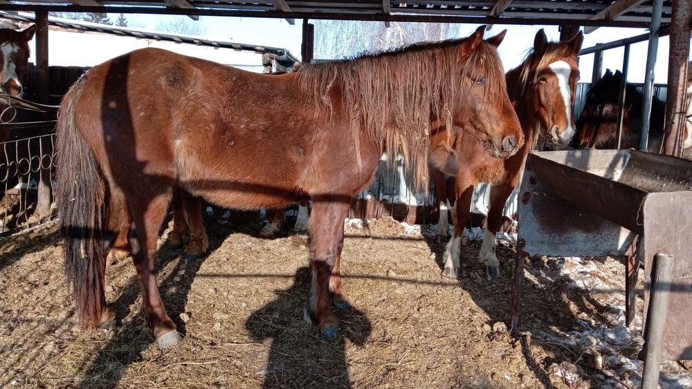 Продам жеребых кобыл