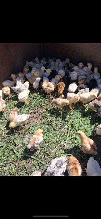 Продам домашних цыплят