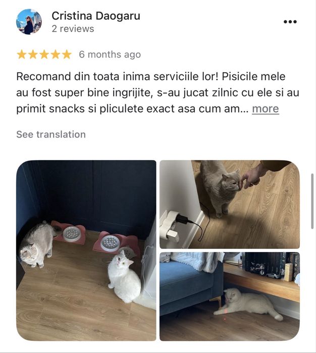 Cat Sitter la domiciliu Brasov