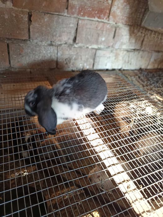 Зайци за разплод