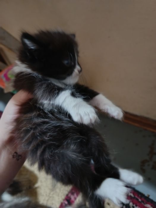 Отдам котят в хорошие руки