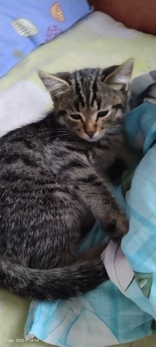 Отдам котенка в добрые руки. Мальчик
